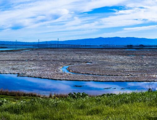 South Bay Landscapes